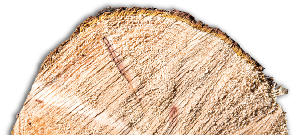 Zirbe - Pinus Cembra